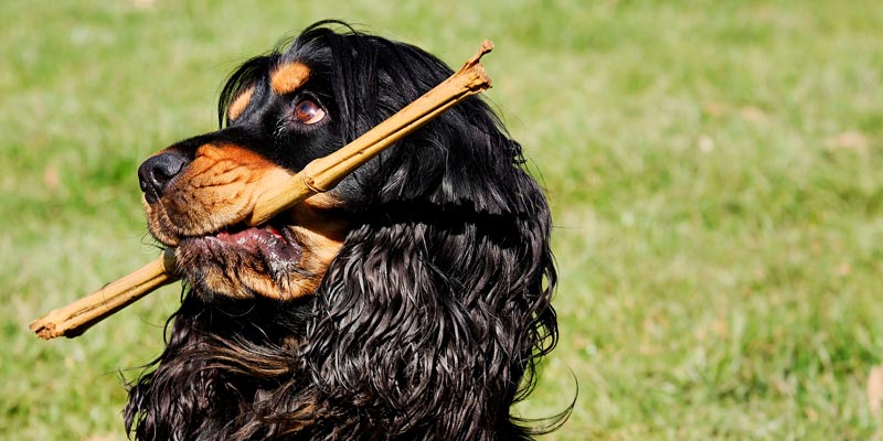 perro cocker spaniel inglés negro y café