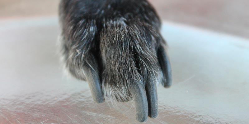 cómo cortar uñas perros - pata en primer plano