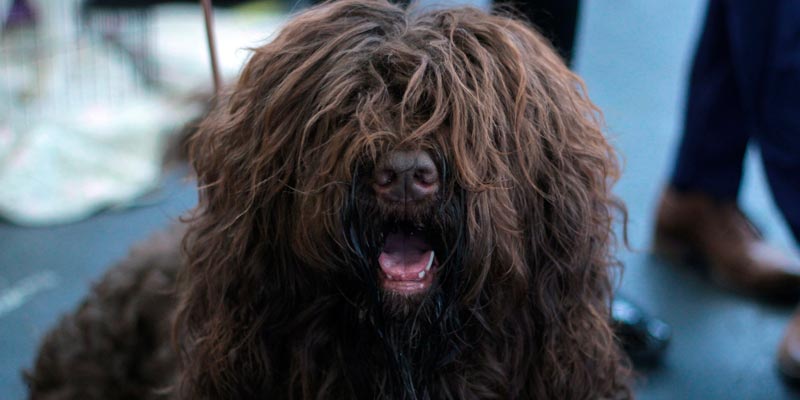 perro gato eliminar pelos