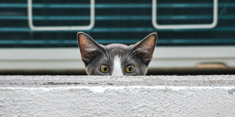 Cómo rastrear a mi con chip -gato observando