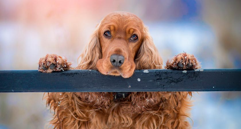 Cómo cuidar a un perro cocker spaniel inglés o americano