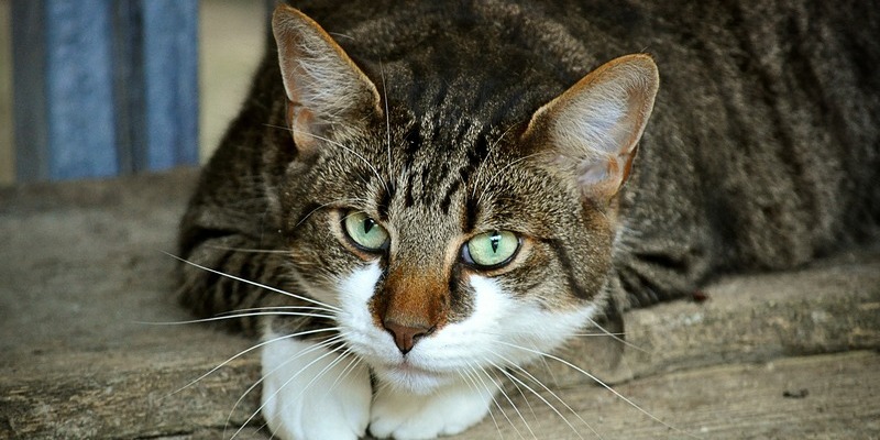 una gata blanca con café y líneas negras mira a la cámara