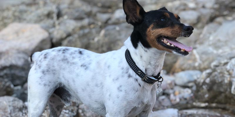 Fox terrier chileno