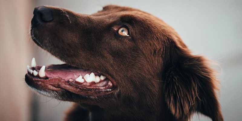 limpiar dientes de perro color chocolate