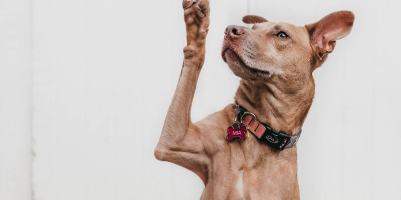 Barrio bajo Móvil Susurro Los mejores collares tech para perros | Fanáticos de las mascotas