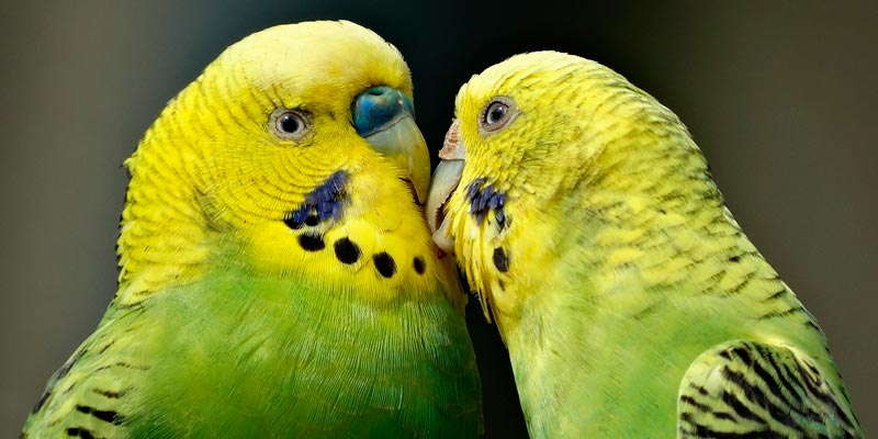 pareja de catitas australianas