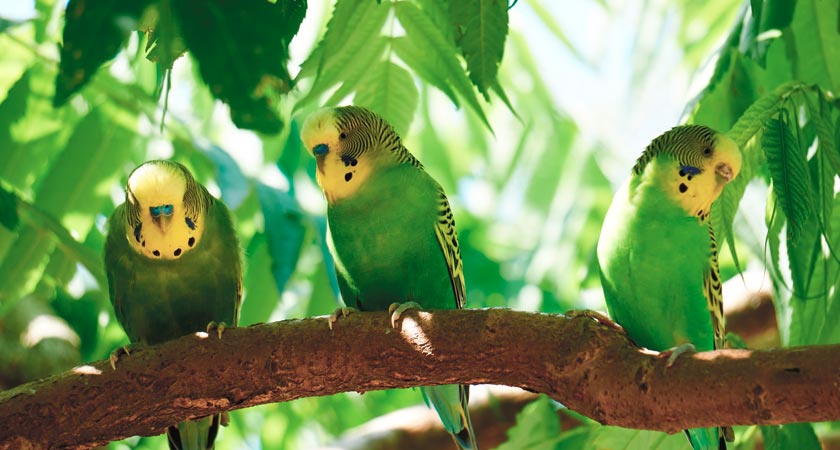 Conoce más sobre las catitas australianas y periquitos