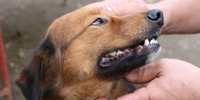 acaricia a tu perro para limpiar sus dientes