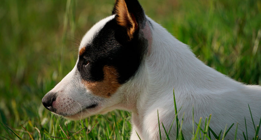 Conociendo más sobre la raza del terrier chileno