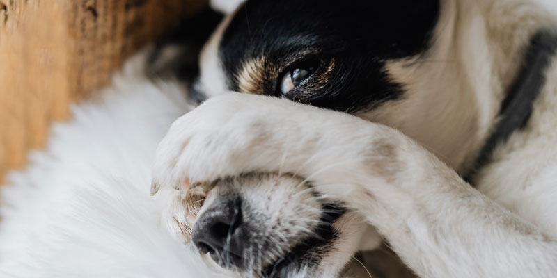 un perro terrier chileno con la pata en la cara mirando a la cámara y acostado