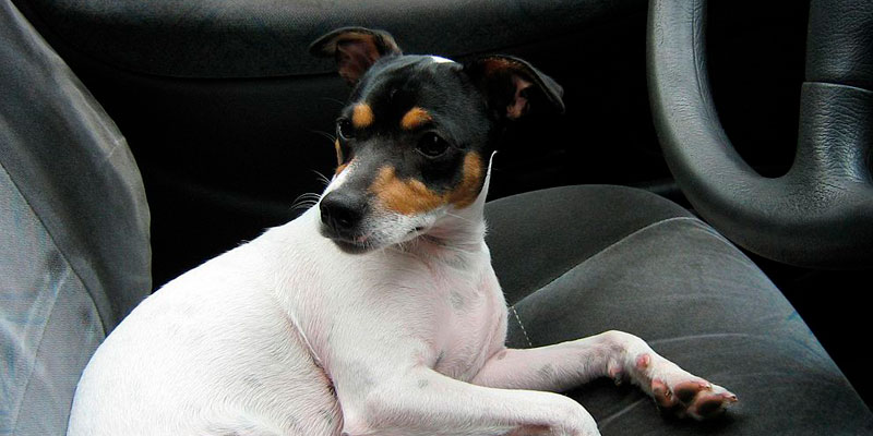 un perro terrier chileno en un auto