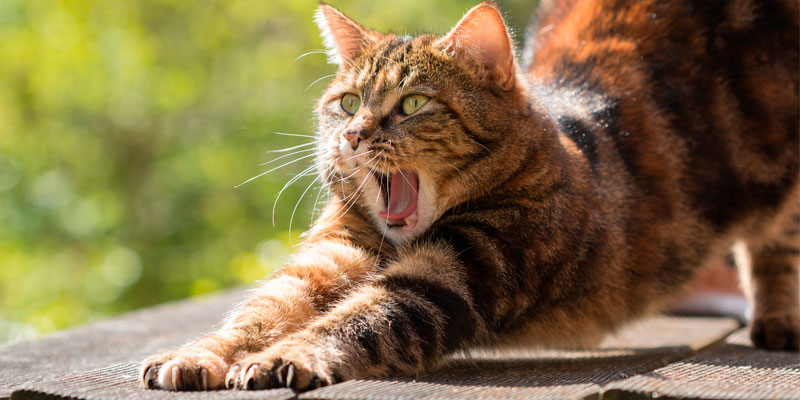 una gata en celo café con rayas estirándose