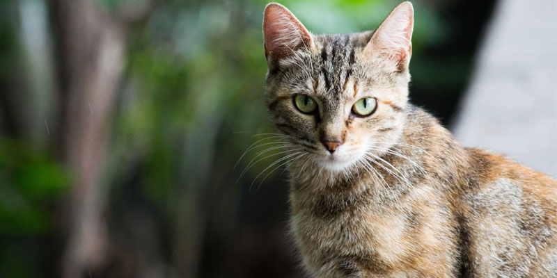una gata café con rayas y ojos verdes mira atentamente hacia la cámara