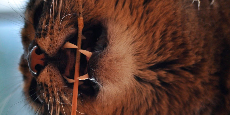 cuidados dientes gatos