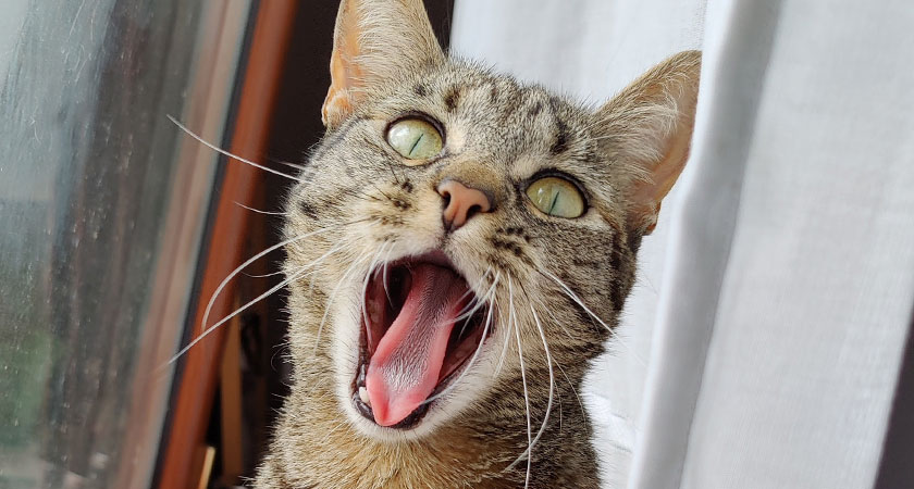 Los dientes de los gatos: ¿cómo cuidarlos?