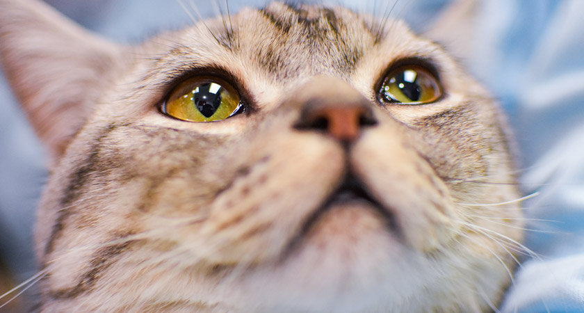 exceso catalogar Fraseología Los gatos lloran? Razones del lagrimeo de los gatos | Fanáticos de las  mascotas