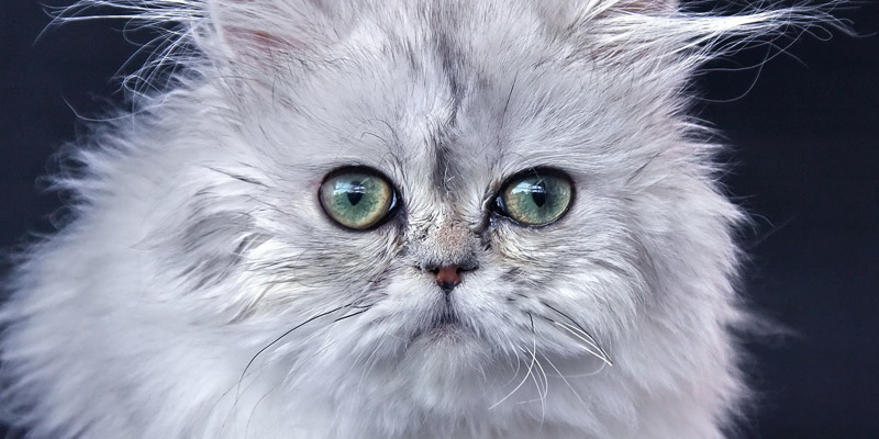 gato persa con ojos que lagrimean - por qué lloran los gatos