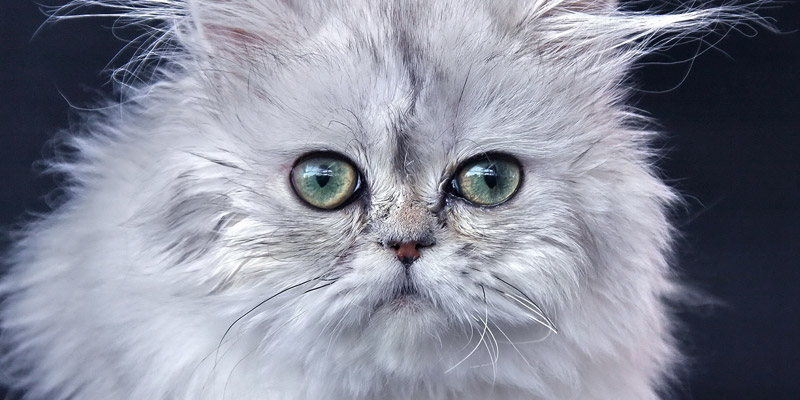 gato persa con ojos que lagrimean - por qué lloran los gatos