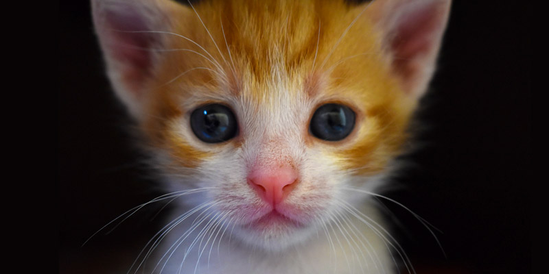 Intuición Margaret Mitchell Jadeo Los gatos lloran? Razones del lagrimeo de los gatos | Fanáticos de las  mascotas