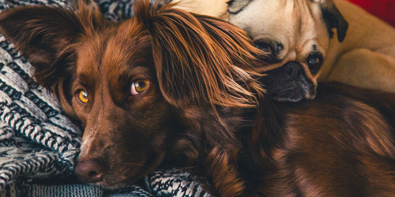 perros relajados con música