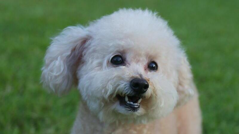 Conoce al perro poodle: de la aristocracia al corazón de la casa