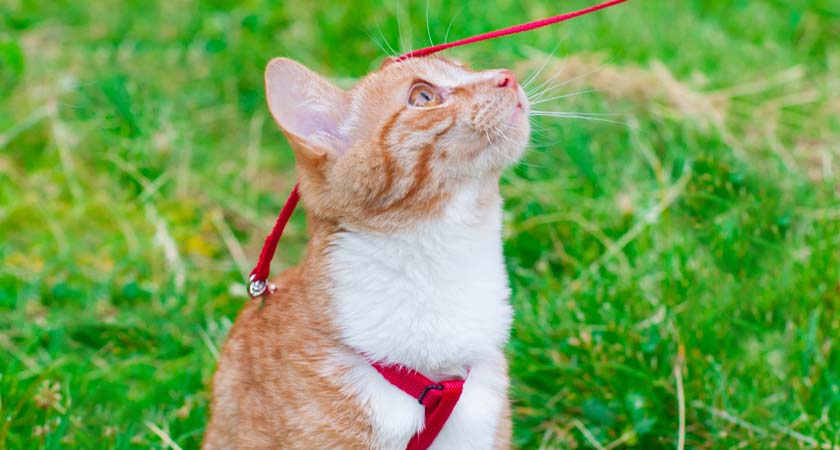 ¿Puedo sacar a pasear a mi gato? Mira los pros y contras