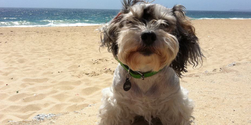 perrito pequeño en la playa-mascotas Sodimac