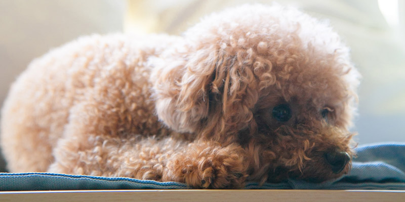 perro poodle café echado en el piso