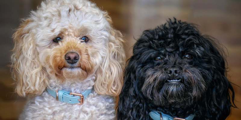 un perro poodle café y un perro poodle negro