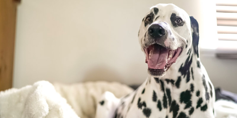 perro dálmata echado con el hocico abierto