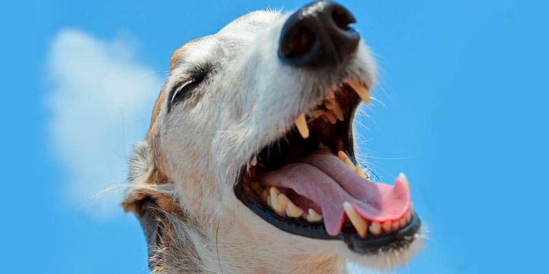 Perro mostrando sus dientes