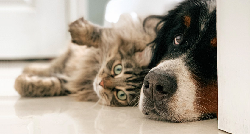 Cómo cuidar a tu mascota del calor en verano