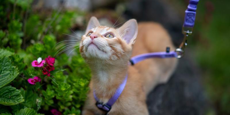 gato naranjo con arnés para pasear