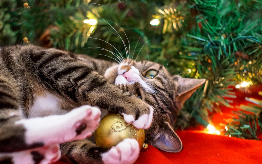 un gato acostado y jugando con una bola de navidad.