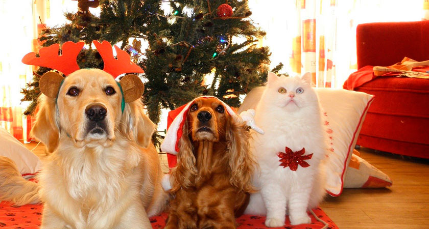 Consejos para disfrutar más con tus mascotas en Navidad