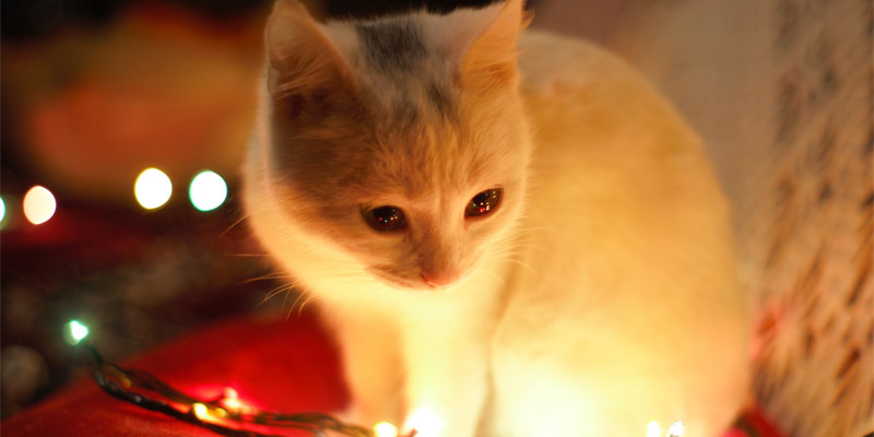 gato mirando luces navideñas mascotas en navidad