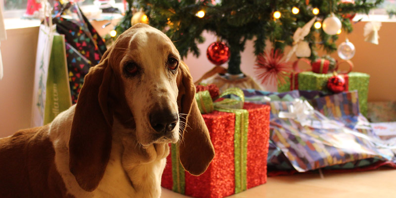 basset hound con regalos
