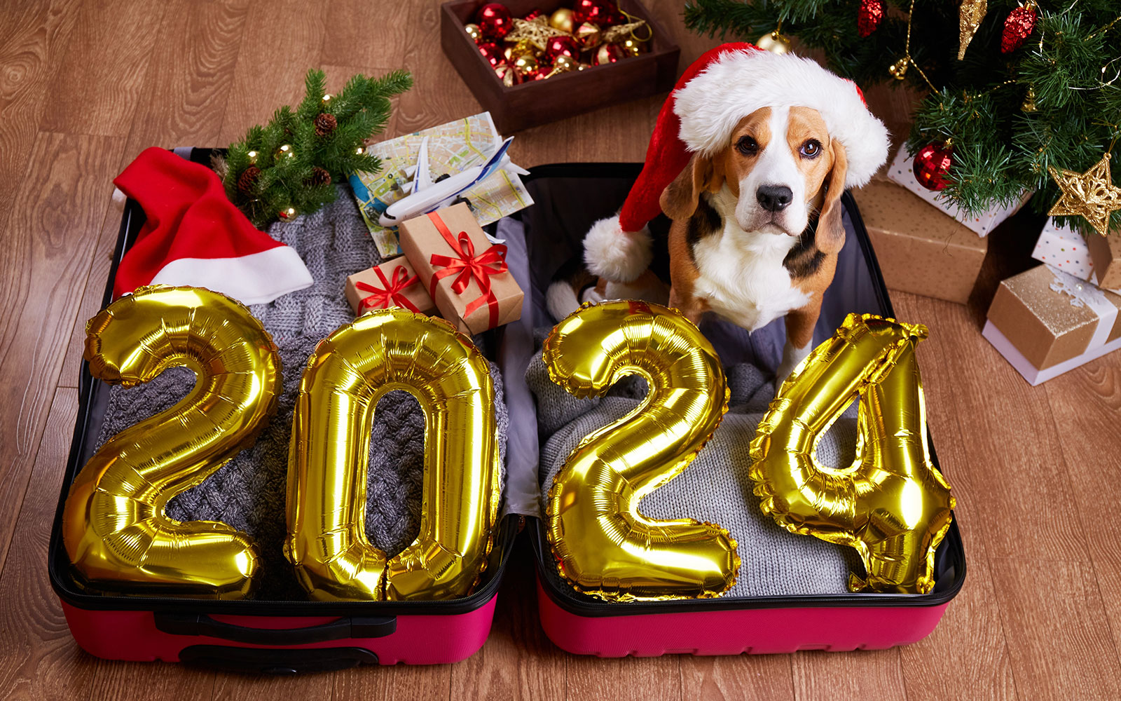 Consejos y cuidados para mascotas en Año Nuevo