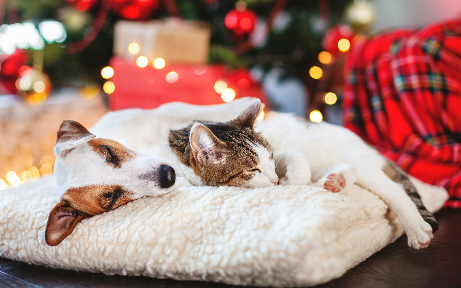 Ideas para disfrutar con tus mascotas en Navidad