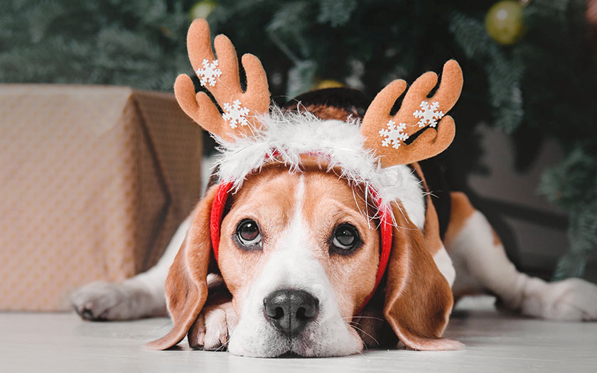 un perro en Navidad con gorro de reno