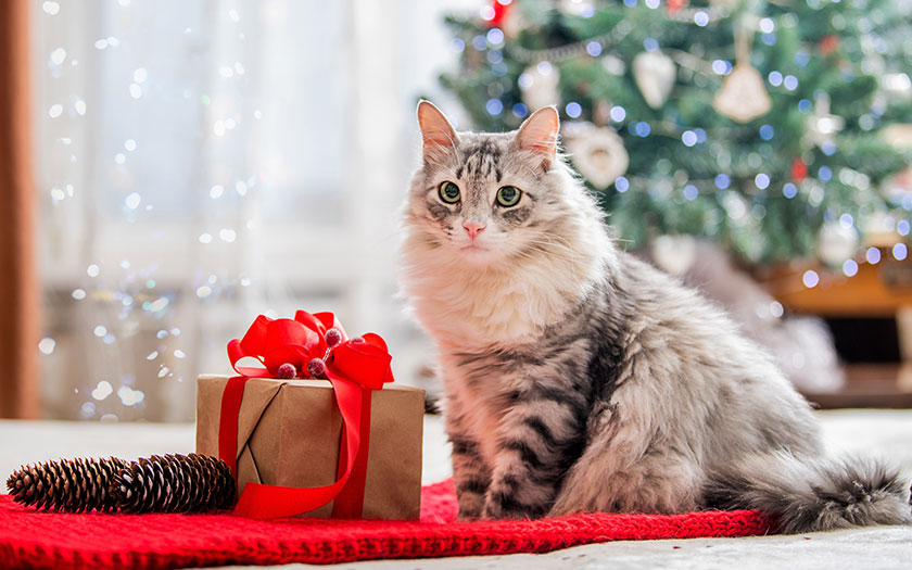 un gato junto a un regalo de Navidad