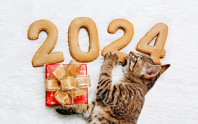 un gato con un regalo y mordiendo números grandes de año nuevo 2024