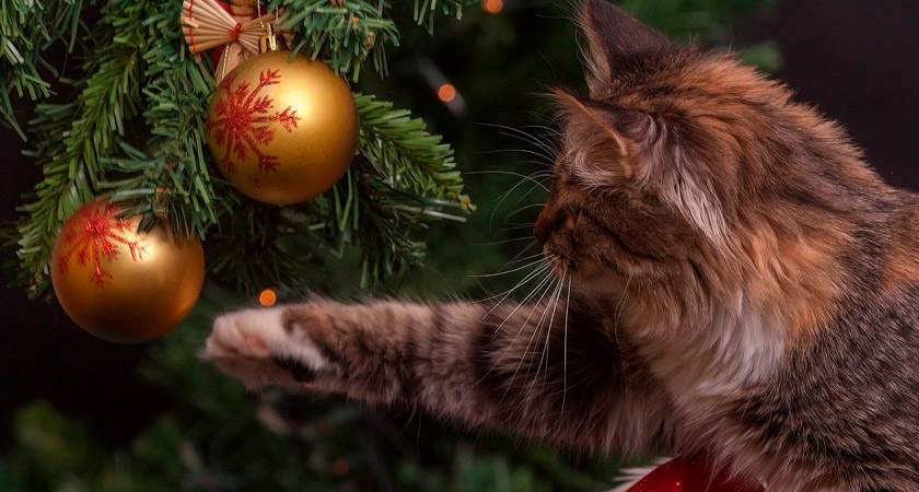 El árbol de Navidad y los gatos: ¿cómo evitar que lo ataquen?