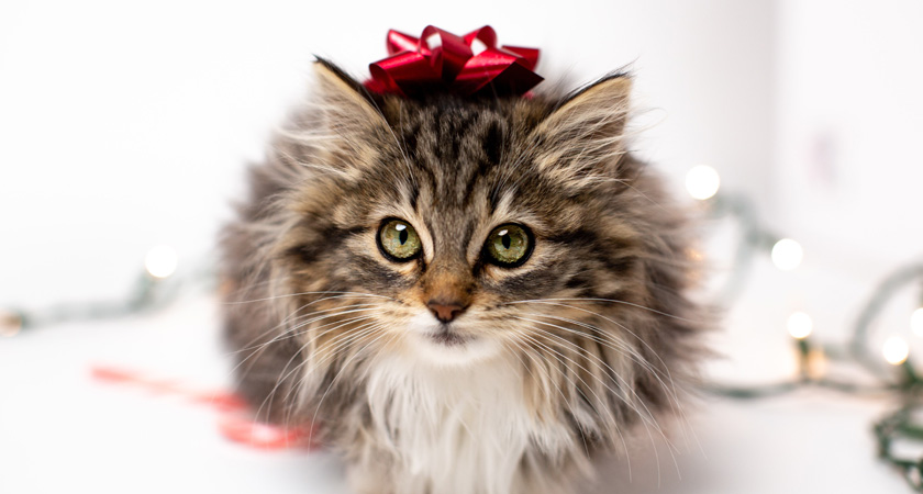 6 ideas para regalar a tu gato en navidad