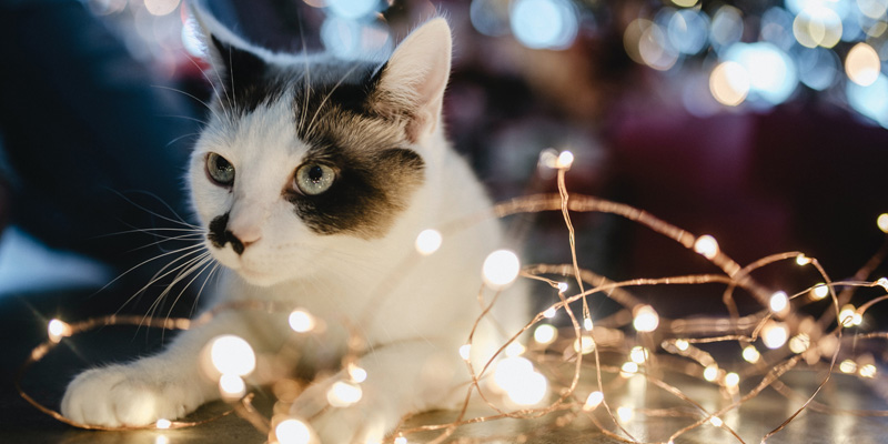 gato blanco entre luces de navidad