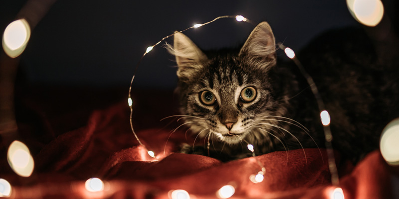 gato en túnel de luces