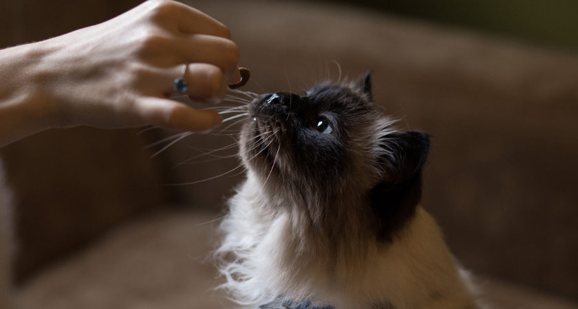 Premios para gatos: ¿cuándo y cómo dárselos? | Fanáticos de las mascotas