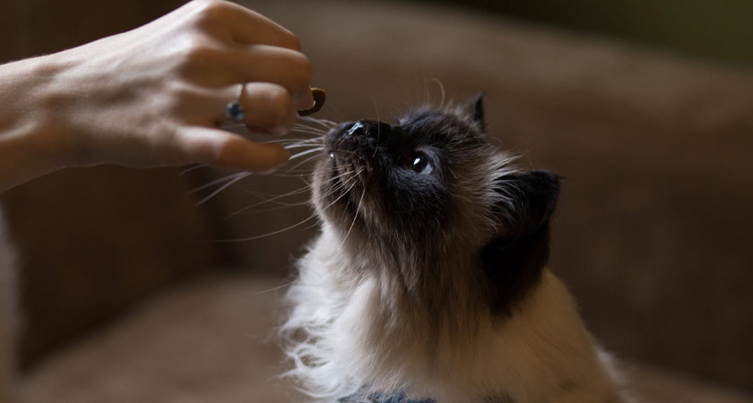 Premios para gatos: ¿cuándo y cómo dárselos?