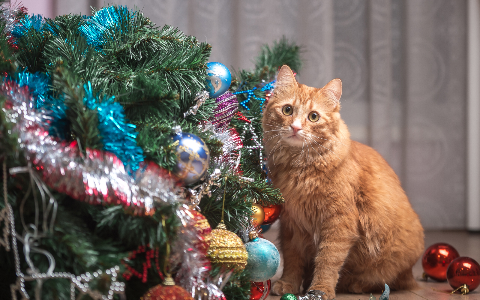 El árbol de Navidad y los gatos: ¿cómo evitar que lo ataquen?