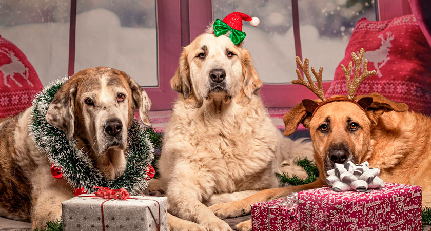 Cuidado con la alimentación de mascotas en las fiestas